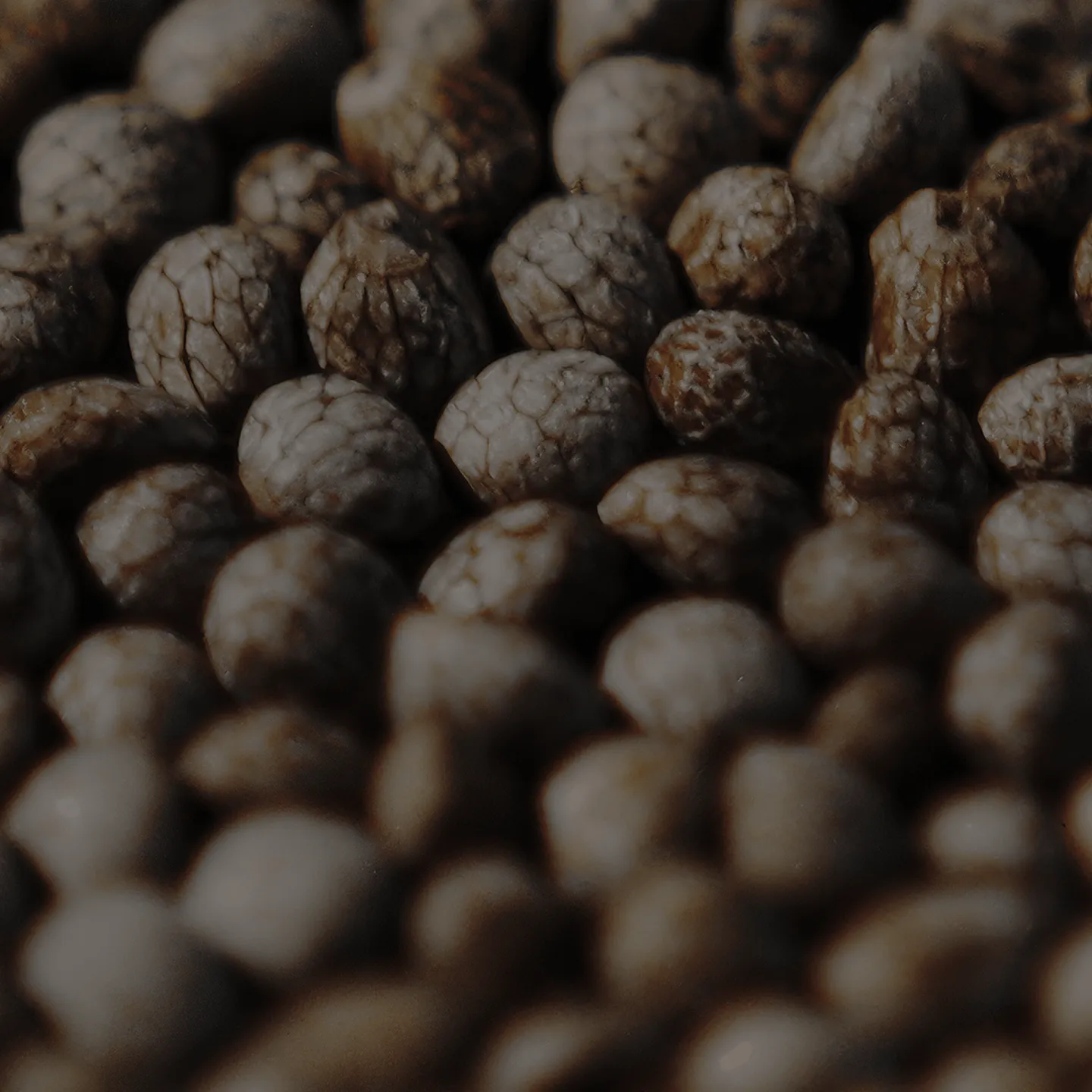 seed